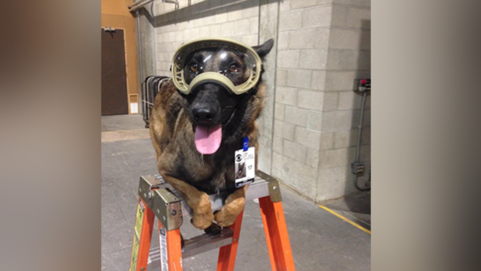 It's all about safety first for this pup