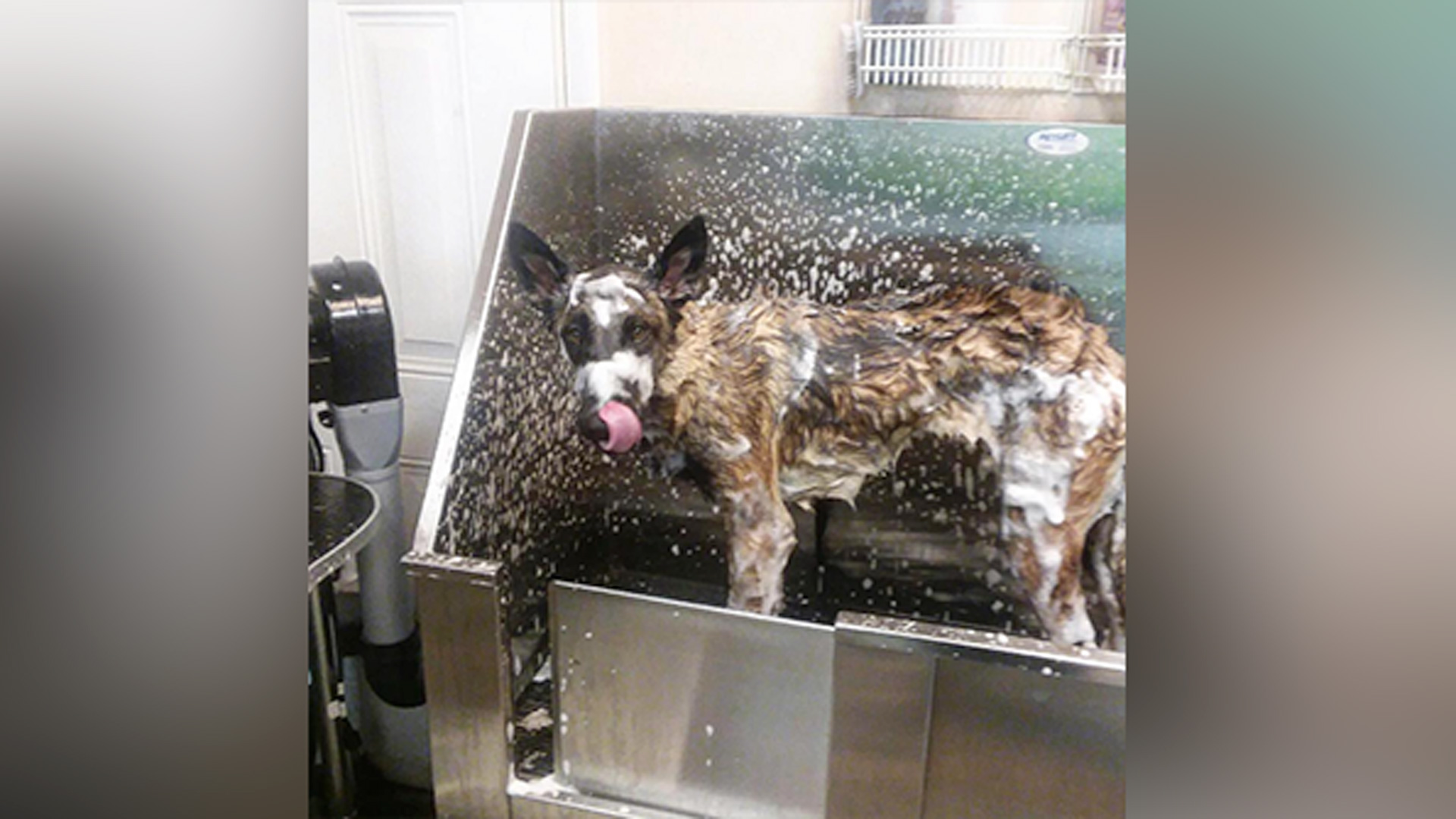 A clean pup's a happy pup