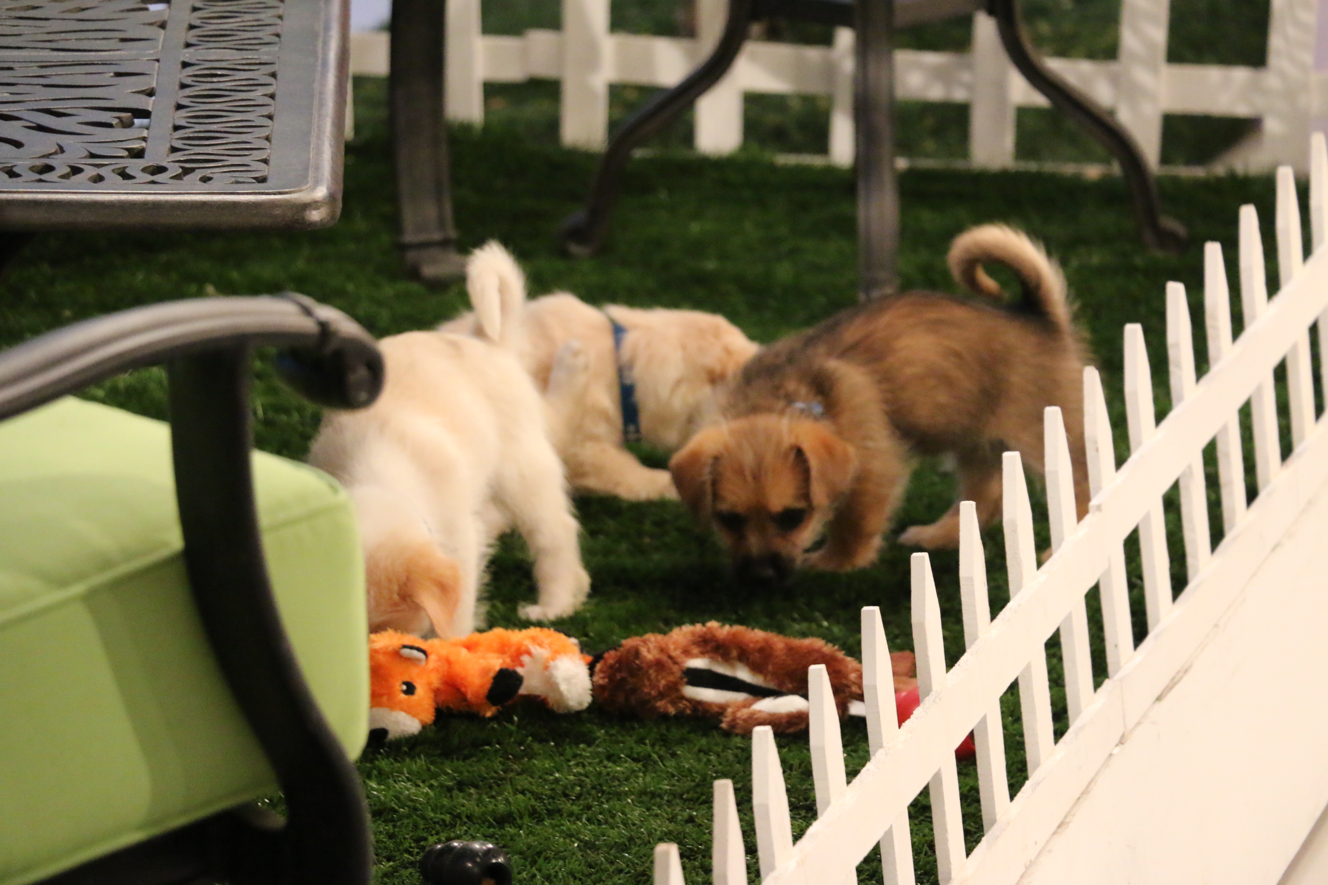 Puppin' Around