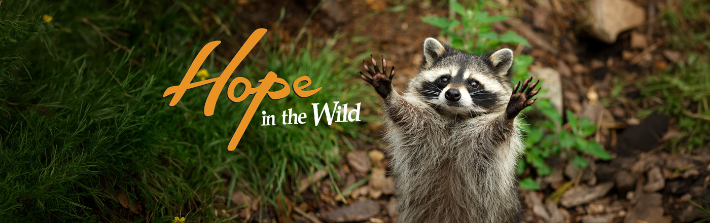 Hope in the Wild LOGO