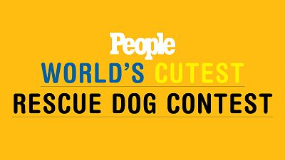 Learn More About The World's Cutest Rescue Dog Contest